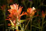 Indian Paintbrush