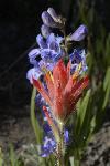 Wildflowers