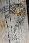 Spruce Bark Beetle Damage