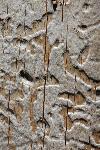 Spruce Bark Beetle Damage