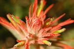 Indian Paintbrush