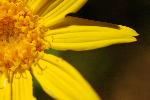 Wildflower