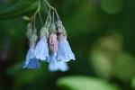 Aspen Bluebells