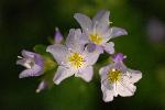 Wildflower