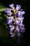 Wildflower