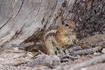 Golden-mantled Ground Squirrel