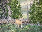 Mule deer