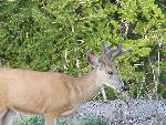 Mule Deer
