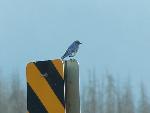 Mountain Bluebird