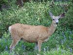 Mule Deer