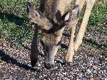Mule Deer
