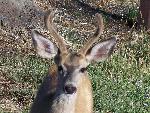 Mule Deer