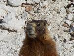 Yellow-bellied Marmot