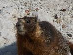 Yellow-bellied Marmot