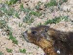 Yellow-bellied Marmot