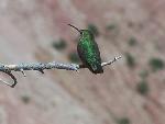 Hummingbird