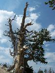 Bristlecone Pine