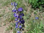 Wildflower