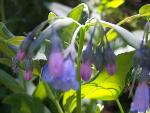 Aspen Bluebells