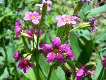 Wildflower