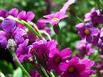 Wildflower