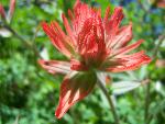 Indian Paintbrush