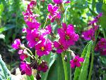Wildflower