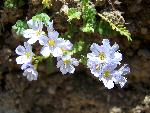 Wildflower