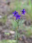 Wildflower