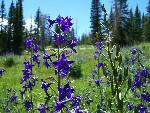 Subalpine Larkspur