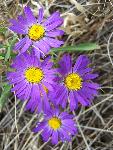 Oregon Fleabane