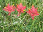 Indian Paintbrush