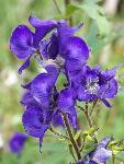 Wildflower