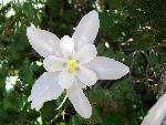 Colorado Columbine