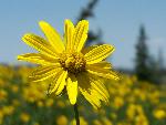 Little Sunflower