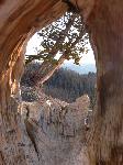 Bristlecone Pine