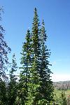Sub-alpine Fir