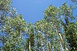 Quaking Aspens