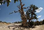 Bristlecone Pine