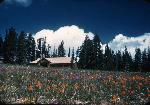 Cedar Breaks Lodge with Wildflowers--Aug 1949