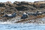 Seals