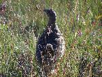 Grouse