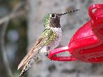 Hummingbird