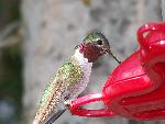 Hummingbird