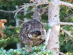 Grouse