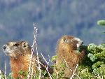 Yellow-bellied Marmots