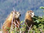 Yellow-bellied Marmots