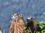 Yellow-bellied Marmots