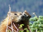 Yellow-bellied Marmots