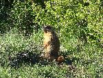 Yellow-bellied Marmot